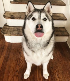 cute siberian husky