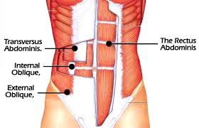abdominal muscles anatomy