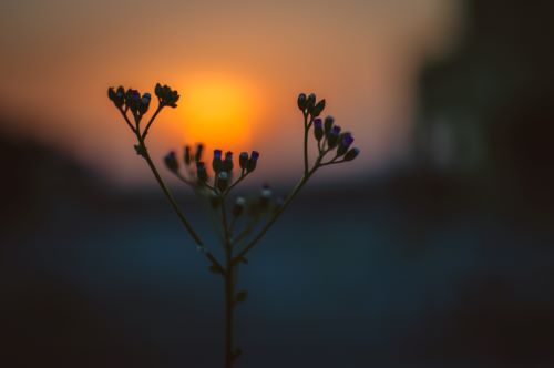 flowers blooming in the sunrise