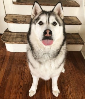 cute siberian husky